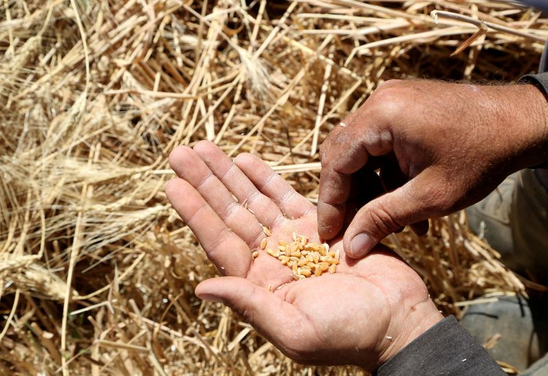 Exclusive-Russian grain exports to Syria suspended due to uncertainty