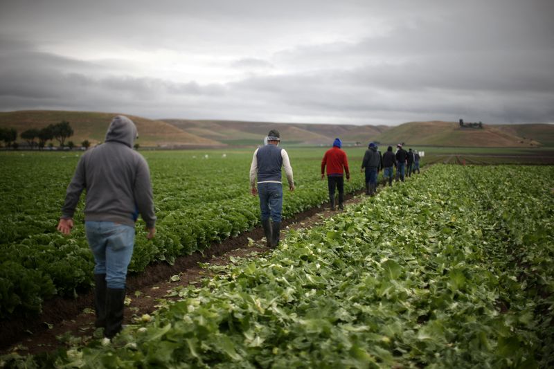 Immigrant US farmworkers prepare for Trump mass deportation plan