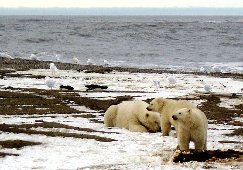 Oil industry unlikely to rush to Alaska despite Trump's call to drill 