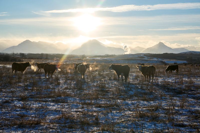 Analysis-Beef prices may rise as Canadian ranchers shrink cattle herds, fearing Trump tariffs