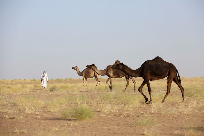 Landmines imperil camel herders in Yemen