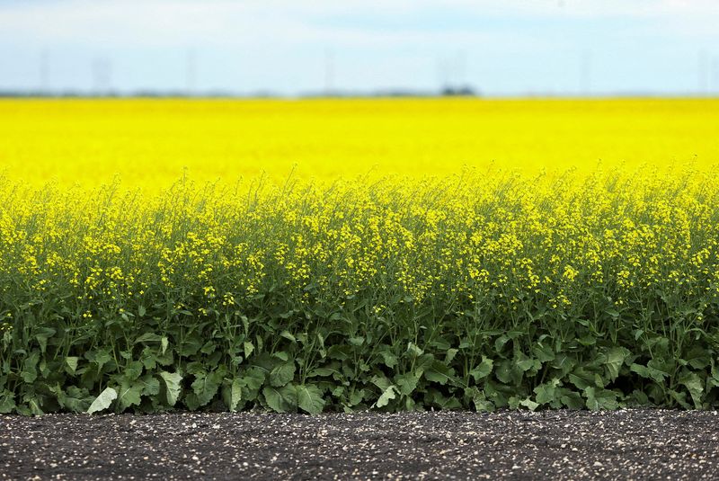 Canadian farmers face two-front trade war as China duties take effect