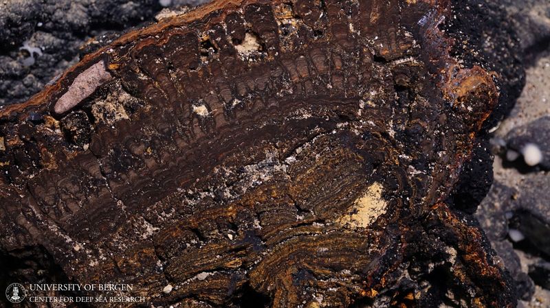Deep sea mining impacts still felt forty years on, study shows